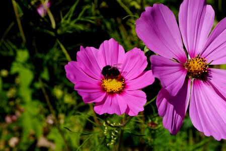 Bloom plant bee photo