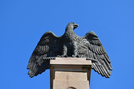 Mölnlycke wings bird