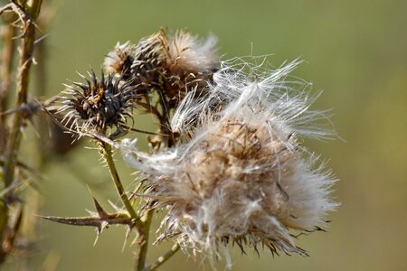 Dry herb seed