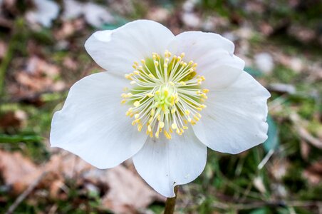 Winterblueher white flower wild flowers
