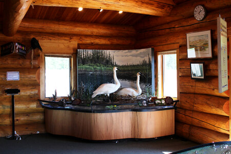 Trumpeter swans display