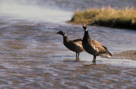 Bird Branta bernicla couple