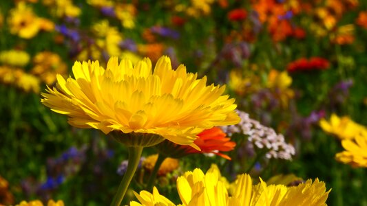 Bloom flowers flower meadow photo