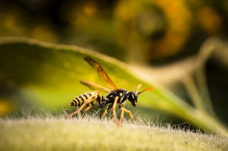 True wasp animal fauna photo