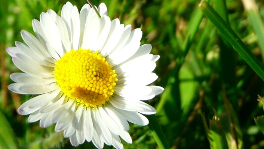 Petal spring nature