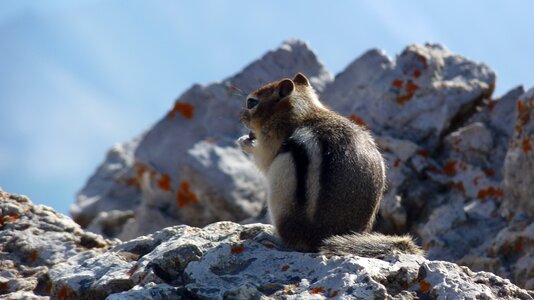 Canada national park twizzel