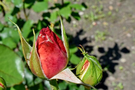 Flower Bud flower garden bud