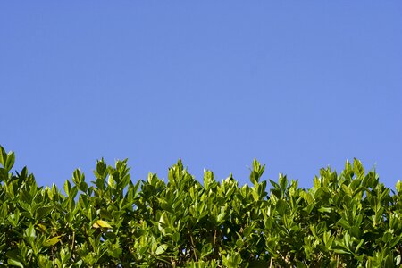 Leaves green blue