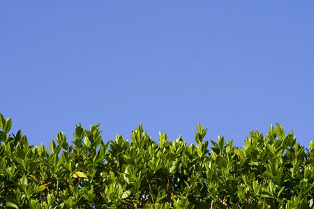 Leaves green blue photo