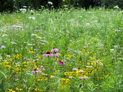 Field wild green