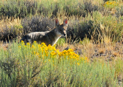 Coyote Pup at Seedskadee National Wildlife Refuge photo