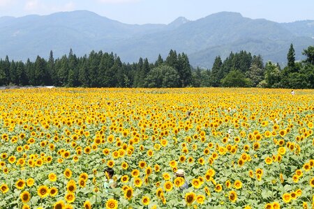 Yellow views landscape