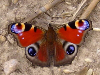 Butterfly peacock 