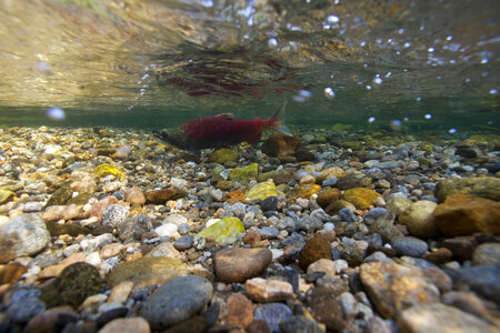 Sockeye salmon-3 photo