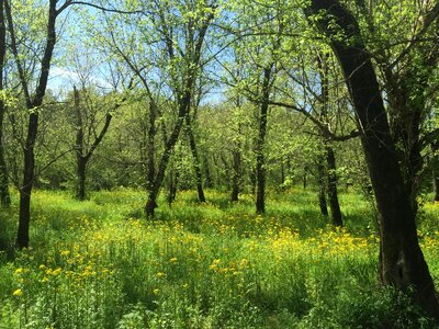 Branch Brassicaceae countryside photo