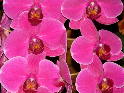 Orchidaceae tropical orchid tropical photo