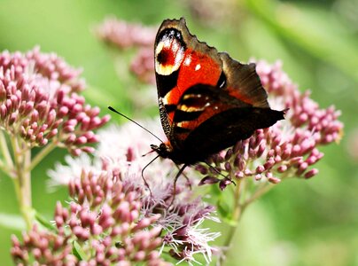 Animal arthropod beautiful flowers