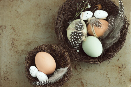 Easter Composition with Bird Nest Eggs and Quail Feathers photo