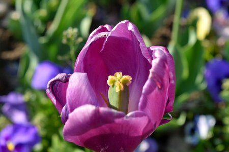 Flower tulip spring photo