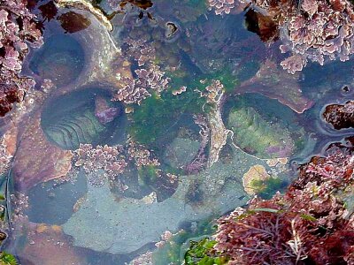 Seaweed water 