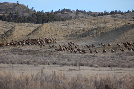 Rocky Mountain elk herd in a field of Winter Cottonwoods photo