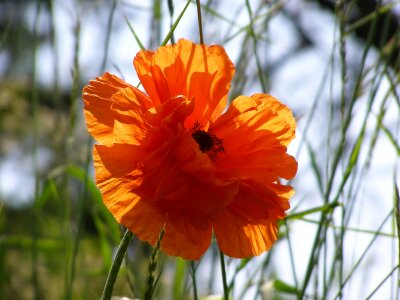 Summer flower orange