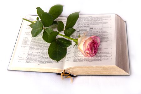Bible rose church
