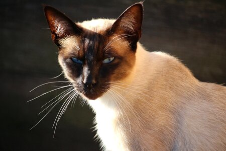 Siamese cat mieze breed cat photo