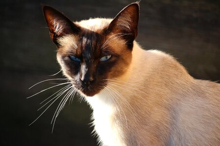 Siamese cat mieze breed cat