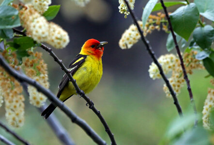 Western Tanager-2 photo