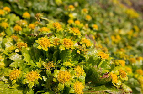 Footsteps-of-spring 