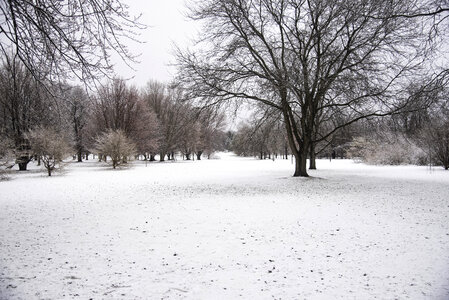 Colored Trees in snowstorm in winter landscape