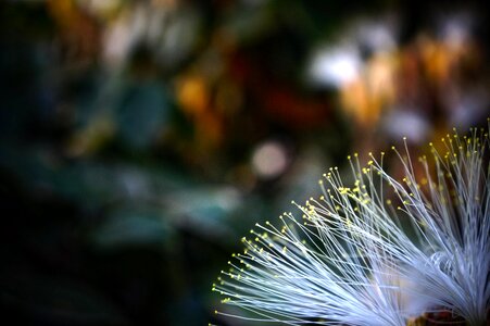 Flower tree fruit details