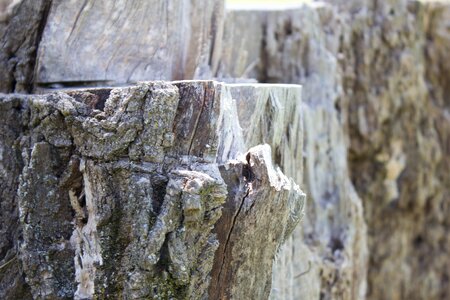 Trunk wood forest photo