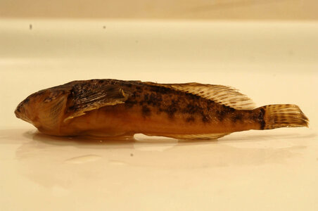 Cottus asper