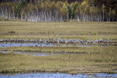 Flock of Cranes standing in the Marsh at Crex Meadows photo