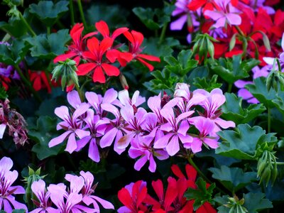 Purple red violet