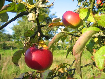 Fruit garden summer