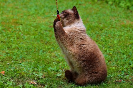 Animal brown cat