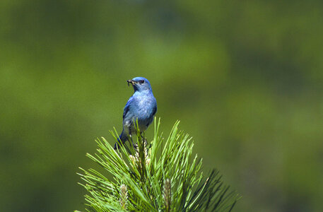 Mountain bluebird-2 photo
