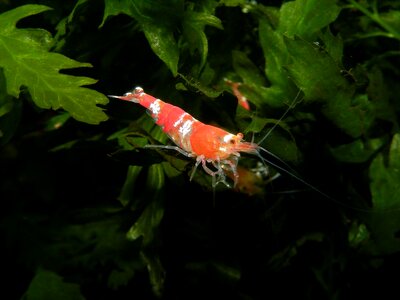 Probe underwater animal