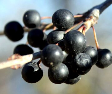 Berries branch delicious