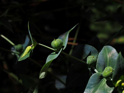 Spurge family euphorbiaceae seeds photo