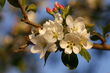 Blossoms - White Flowers photo