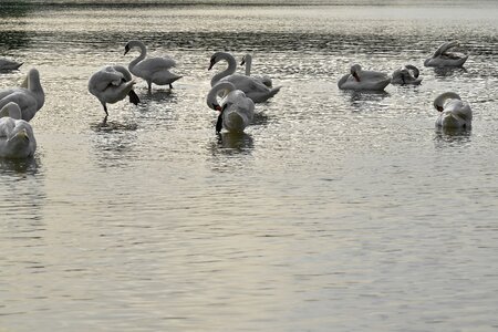 Flock waterfowl water photo