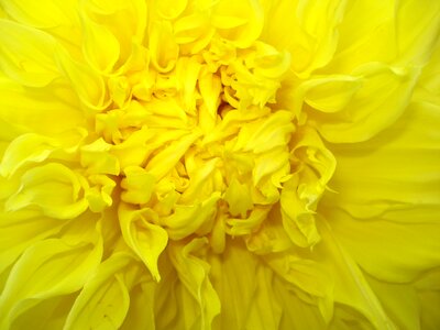 Petals soft center