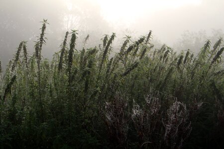 Autumn cold mood photo