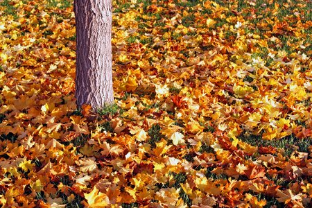 Autumn fall seasonal