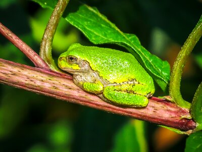 Animal amphibian gray tree frog photo
