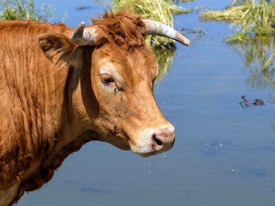 Agriculture animal bovine photo